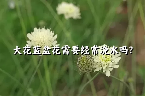 大花蓝盆花需要经常浇水吗？