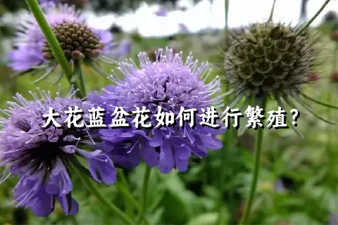 大花蓝盆花如何进行繁殖？