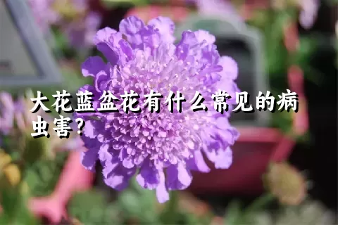 大花蓝盆花有什么常见的病虫害？