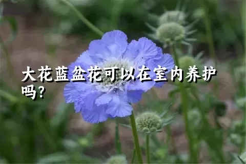 大花蓝盆花可以在室内养护吗？