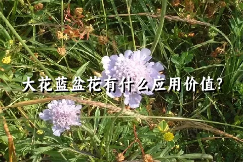 大花蓝盆花有什么应用价值？