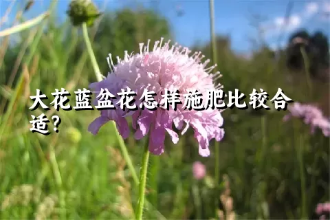 大花蓝盆花怎样施肥比较合适？