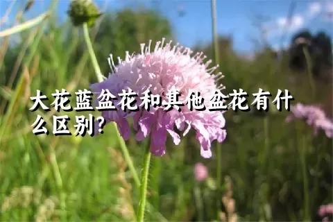 大花蓝盆花和其他盆花有什么区别？