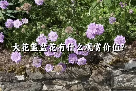 大花蓝盆花有什么观赏价值？