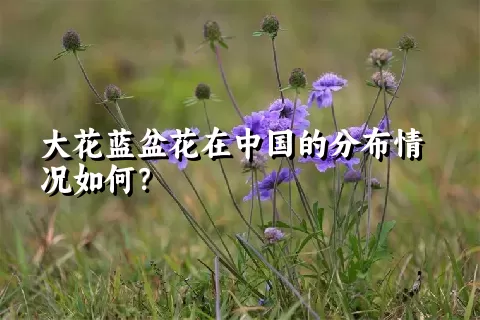 大花蓝盆花在中国的分布情况如何？