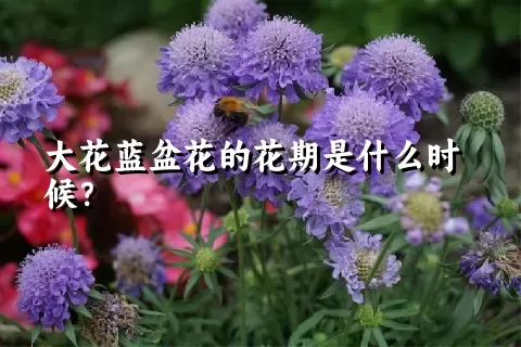 大花蓝盆花的花期是什么时候？