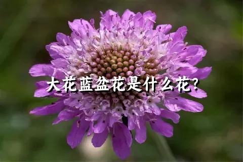 大花蓝盆花是什么花？