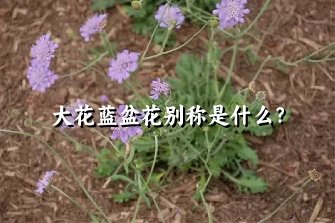 大花蓝盆花别称是什么？