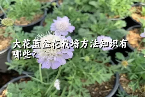 大花蓝盆花栽培方法知识有哪些？