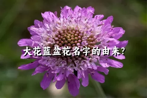 大花蓝盆花名字的由来？