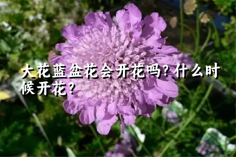 大花蓝盆花会开花吗？什么时候开花？