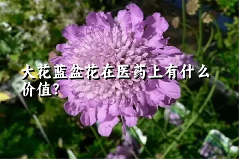 大花蓝盆花在医药上有什么价值？