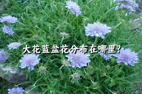 大花蓝盆花分布在哪里?