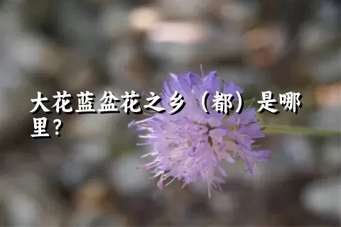 大花蓝盆花之乡（都）是哪里？