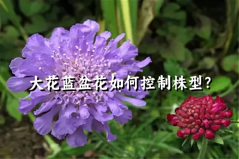 大花蓝盆花如何控制株型？