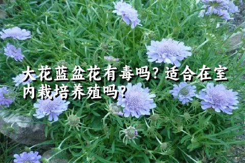 大花蓝盆花有毒吗？适合在室内栽培养殖吗？