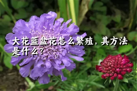 大花蓝盆花怎么繁殖，其方法是什么？