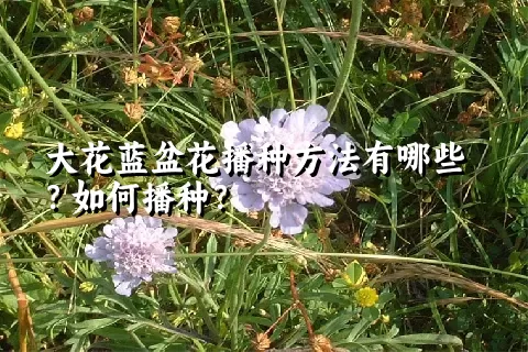 大花蓝盆花播种方法有哪些？如何播种？