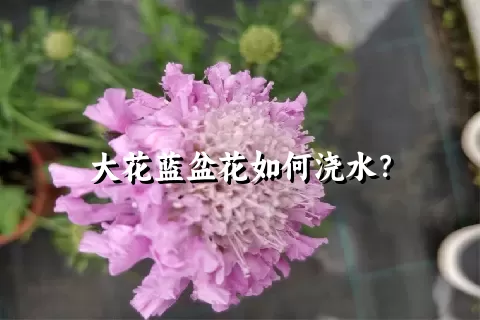 大花蓝盆花如何浇水？