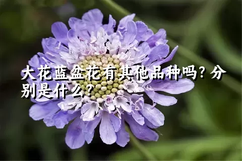 大花蓝盆花有其他品种吗？分别是什么？