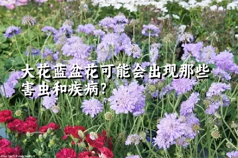 大花蓝盆花可能会出现那些害虫和疾病？