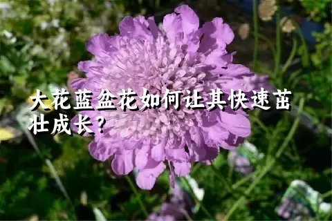 大花蓝盆花如何让其快速茁壮成长？