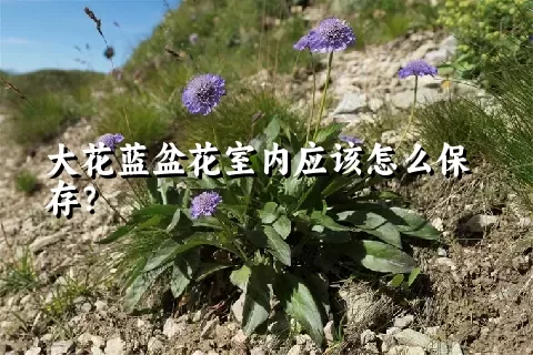 大花蓝盆花室内应该怎么保存？