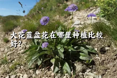 大花蓝盆花在哪里种植比较好？