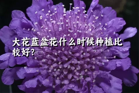 大花蓝盆花什么时候种植比较好？