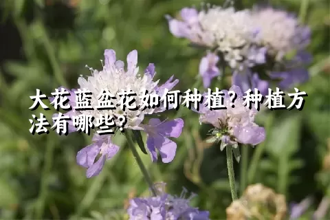 大花蓝盆花如何种植？种植方法有哪些？