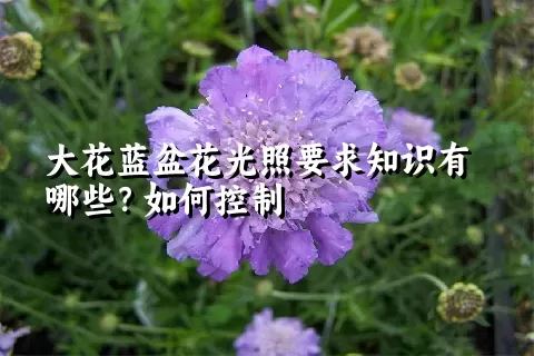 大花蓝盆花光照要求知识有哪些？如何控制