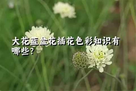 大花蓝盆花插花色彩知识有哪些？