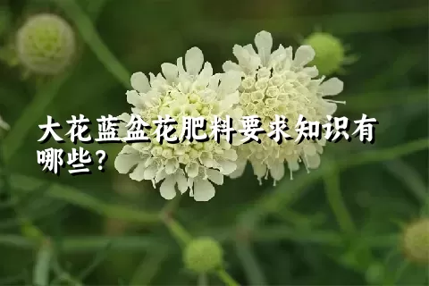 大花蓝盆花肥料要求知识有哪些？