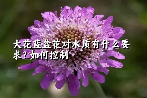 大花蓝盆花对水质有什么要求？如何控制