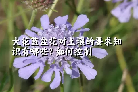 大花蓝盆花对土壤的要求知识有哪些？如何控制