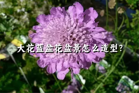 大花蓝盆花盆景怎么造型？