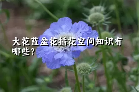 大花蓝盆花插花空间知识有哪些？