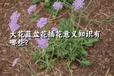 大花蓝盆花插花意义知识有哪些？