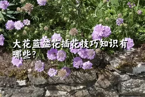 大花蓝盆花插花技巧知识有哪些？