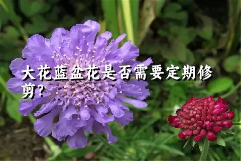 大花蓝盆花是否需要定期修剪？