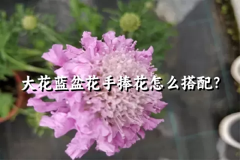 大花蓝盆花手捧花怎么搭配？