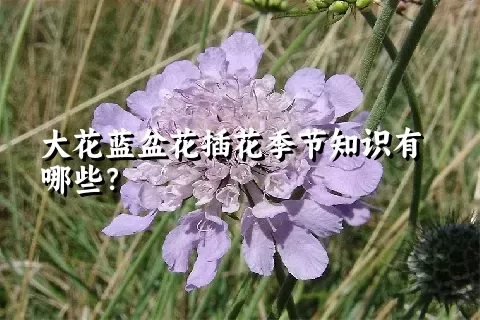 大花蓝盆花插花季节知识有哪些？