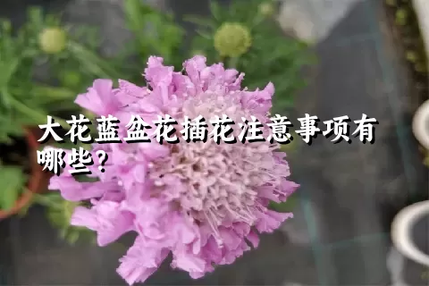 大花蓝盆花插花注意事项有哪些？