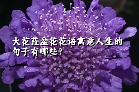 大花蓝盆花花语寓意人生的句子有哪些？