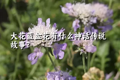 大花蓝盆花有什么神话传说故事？