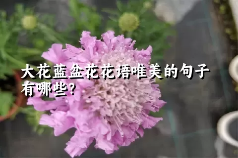 大花蓝盆花花语唯美的句子有哪些？