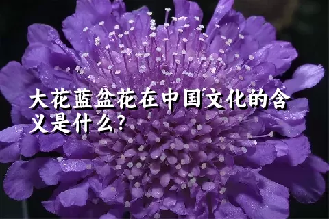 大花蓝盆花在中国文化的含义是什么？