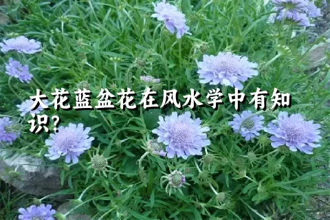 大花蓝盆花在风水学中有知识？