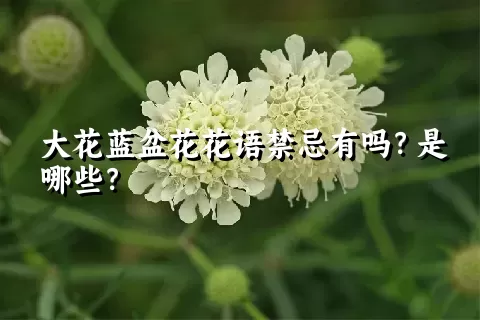 大花蓝盆花花语禁忌有吗？是哪些？