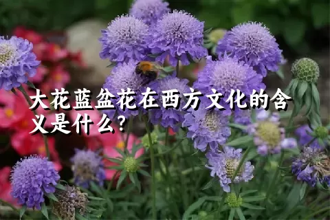 大花蓝盆花在西方文化的含义是什么？